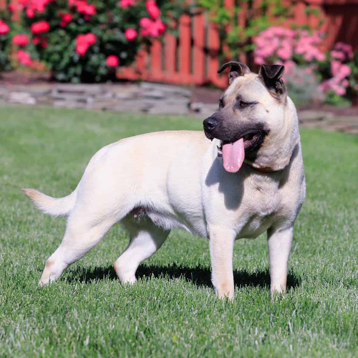Shug perro en el pasto verde
