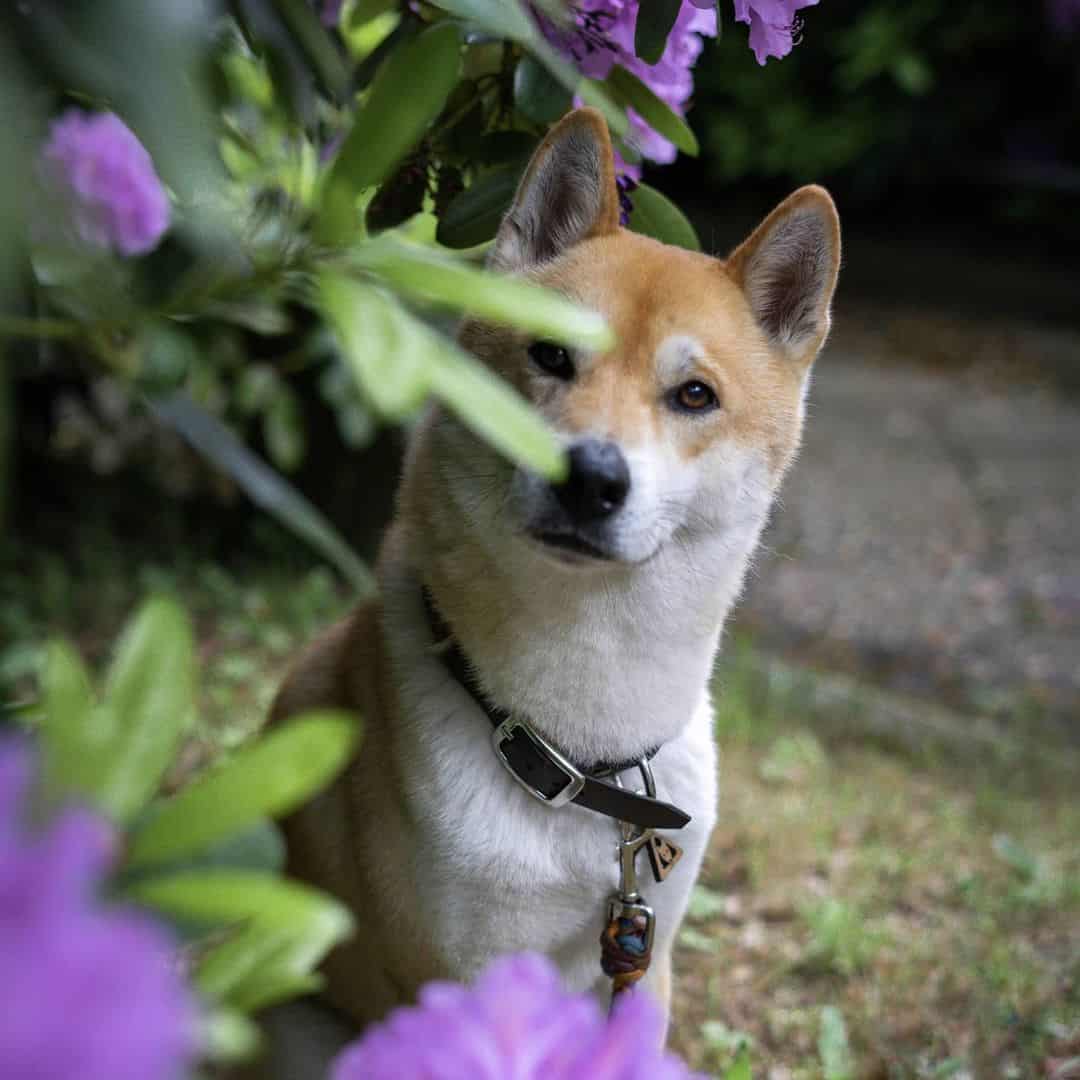 hermoso perro Shusky al aire libre