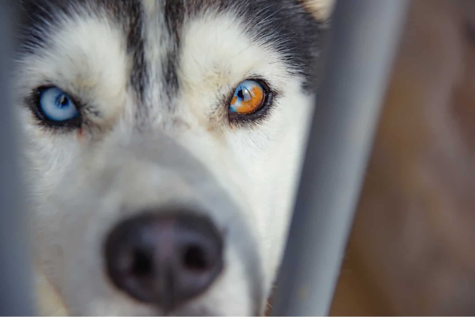 perro Husky Siberiano con ojos de diferentes colores