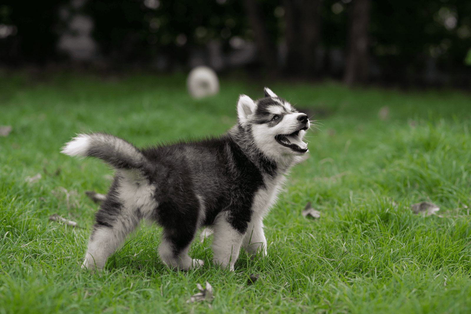 Cachorro de Husky Siberiano corriendo en el campo