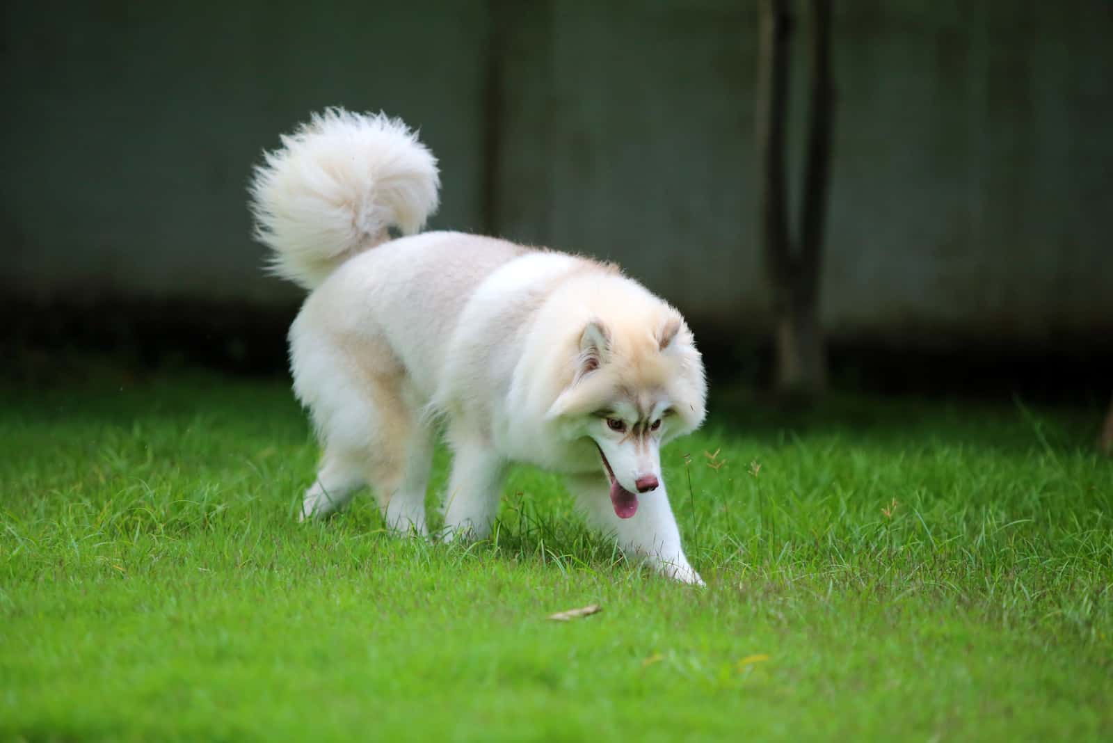 abrigo lanoso Husky Siberiano en campo de hierba