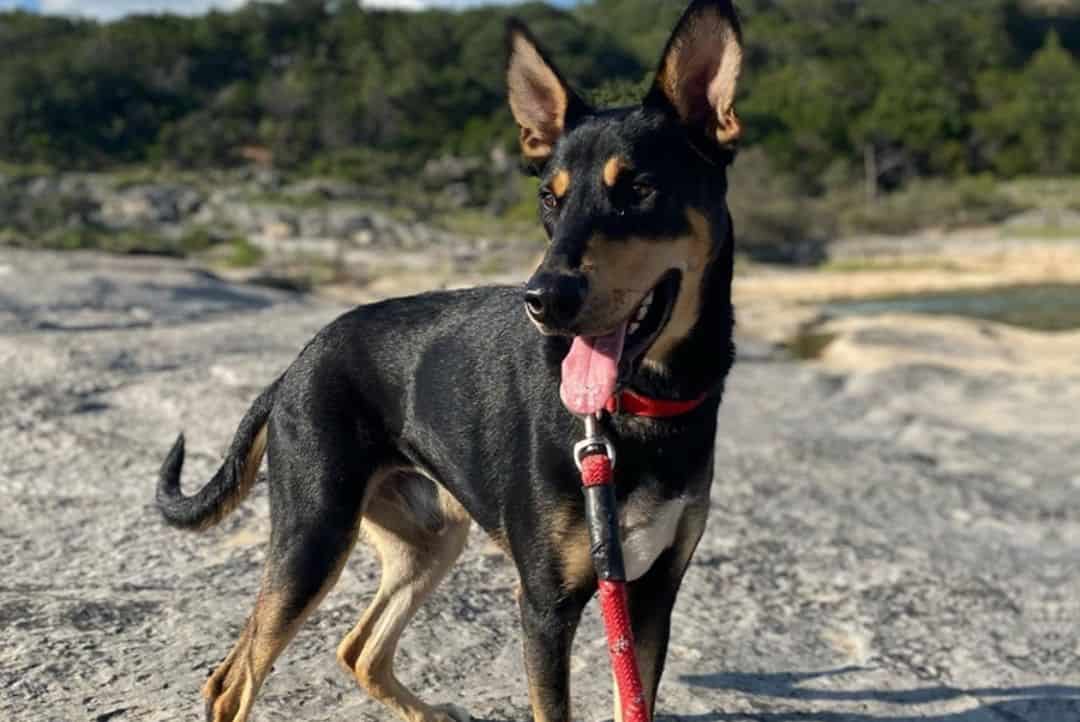 Perro Siberian Pinscher