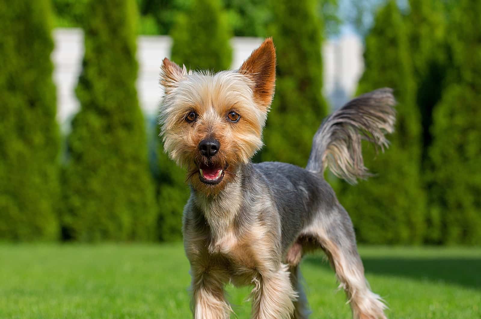Silky Terrier mirando a la cámara