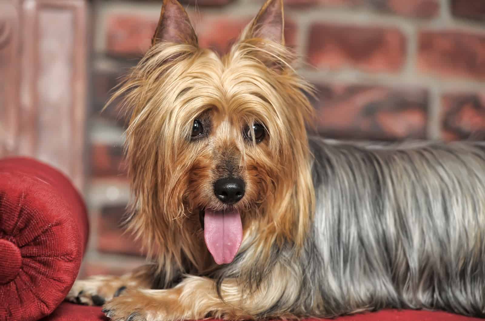 Silky Terrier sentado y mirando hacia otro lado