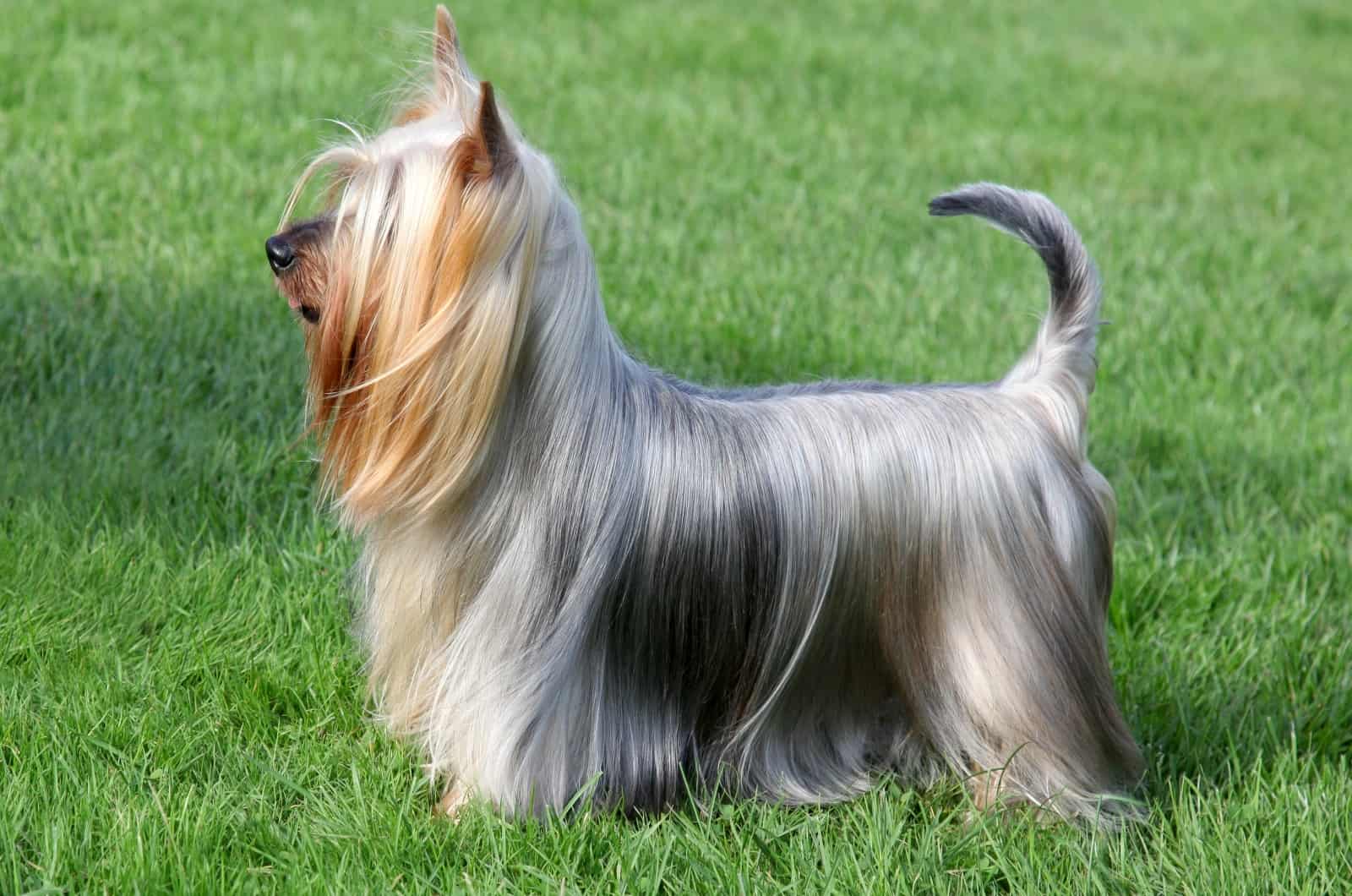 Silky Terrier de pie sobre el césped