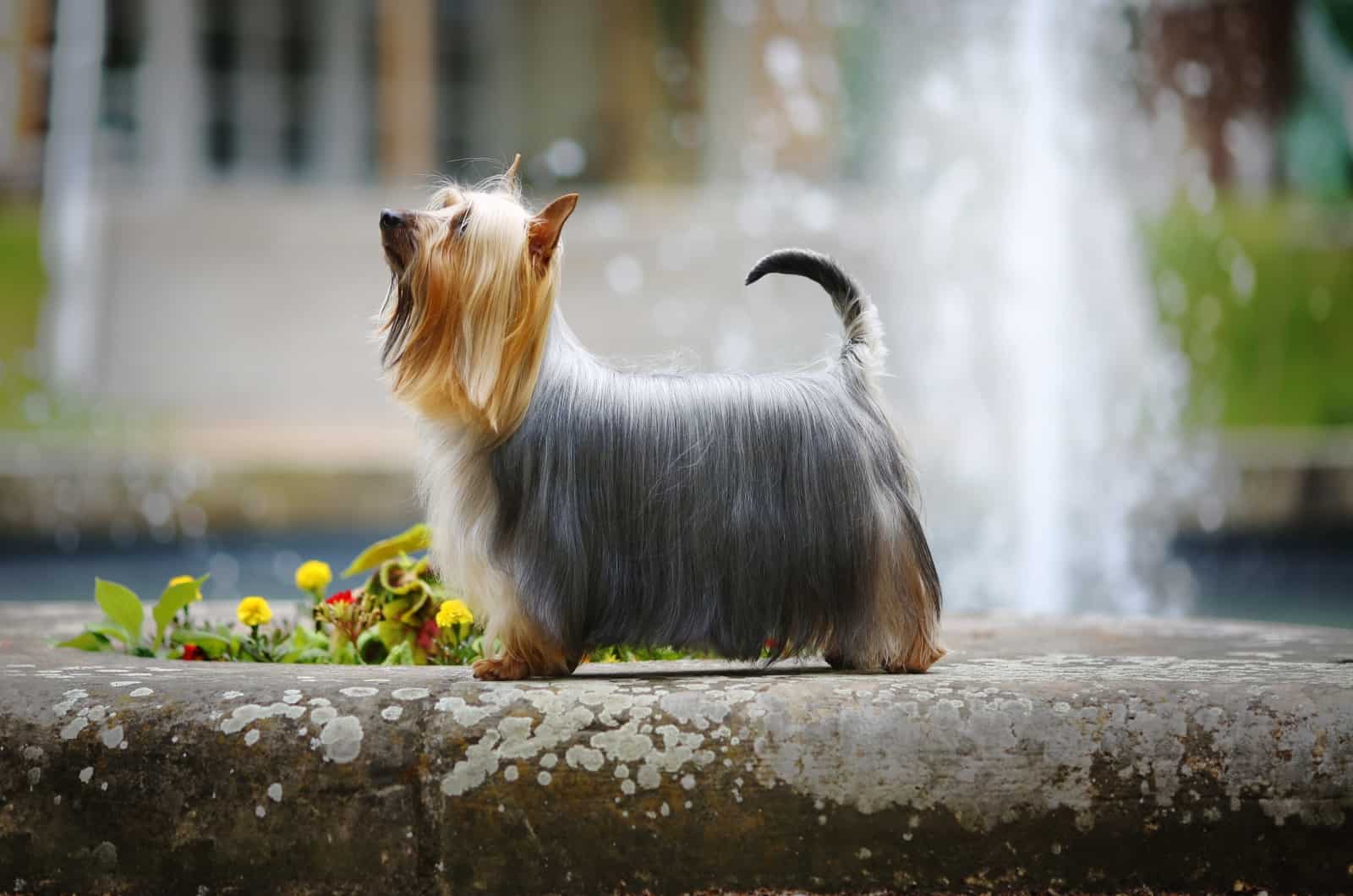 Silky Terrier caminando afuera