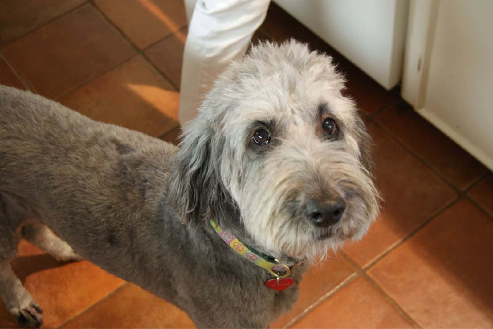 Goldendoodle plateado de pie en la cocina