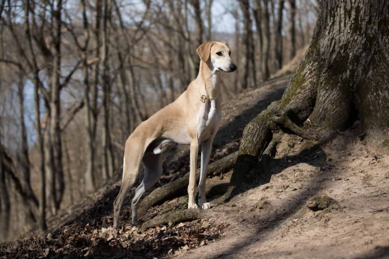 Perro Sloughi al aire libre