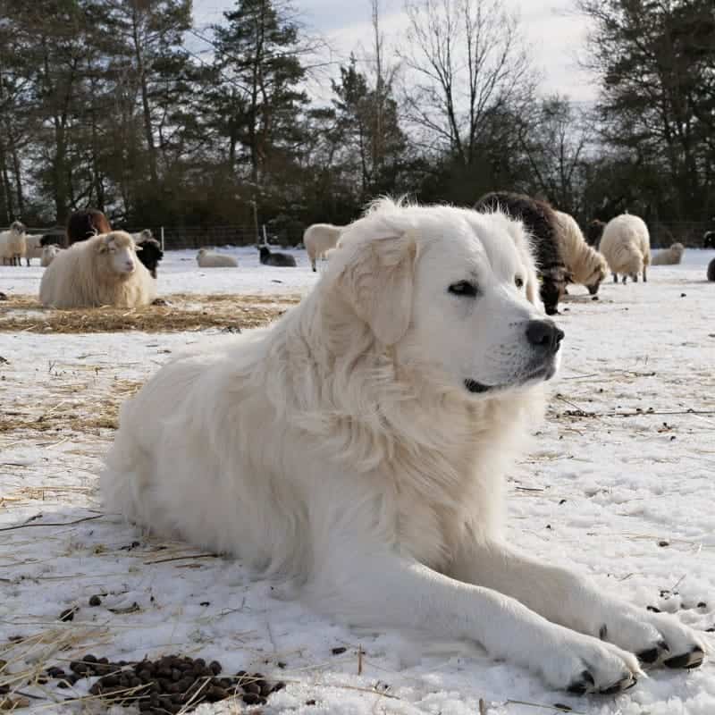 Slovensky Cuvac en la nieve