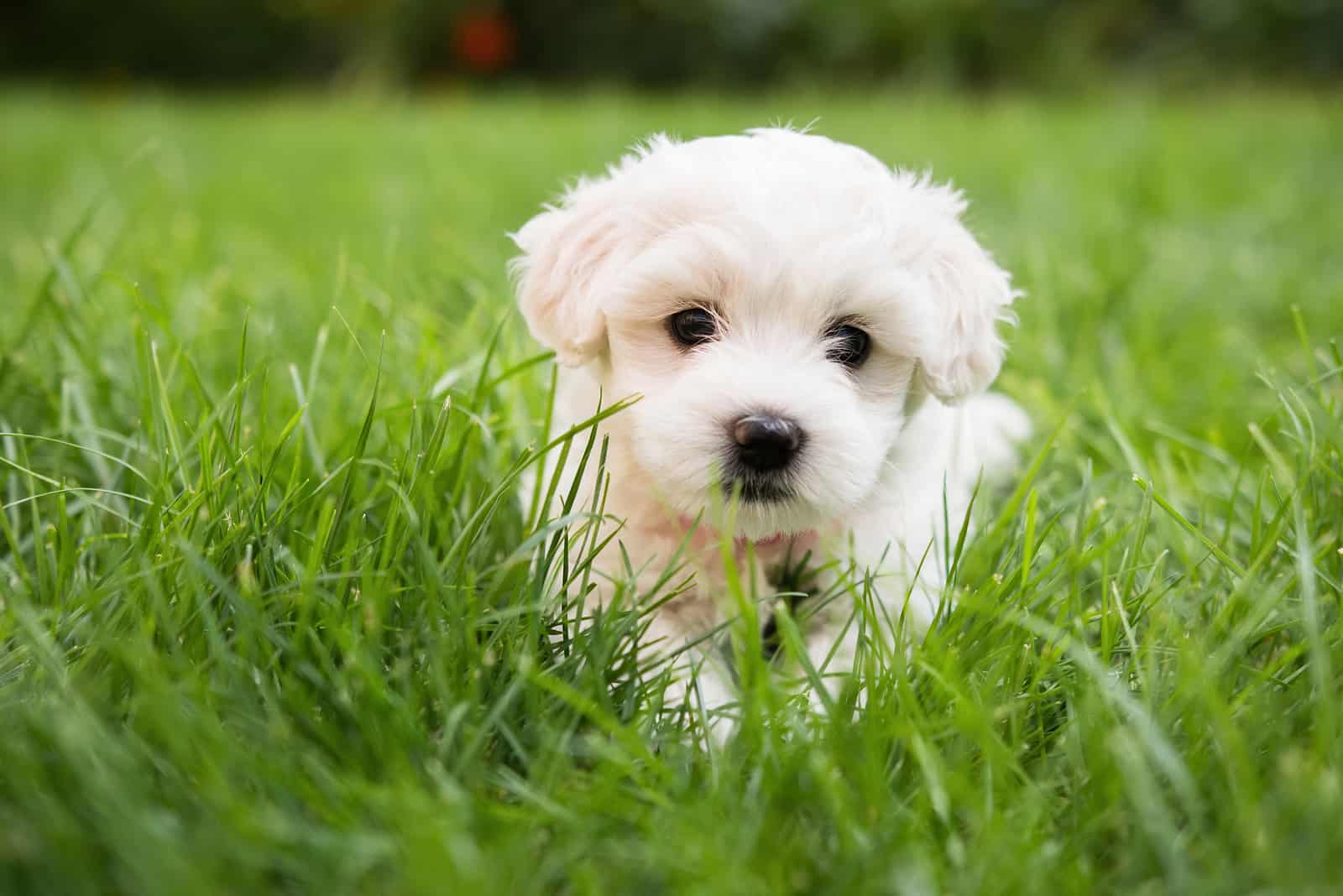 Pequeño lindo cachorro de perro maltés sentado en el césped