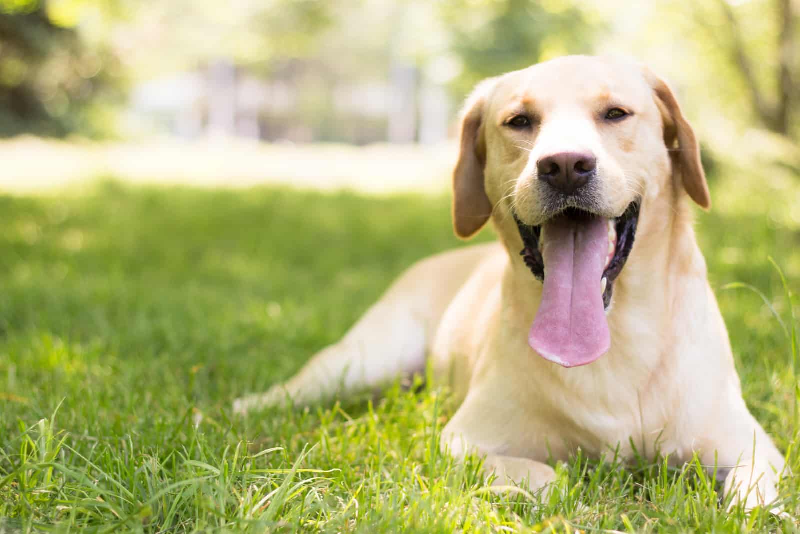 Labrador sonriendo descansando en la hierba
