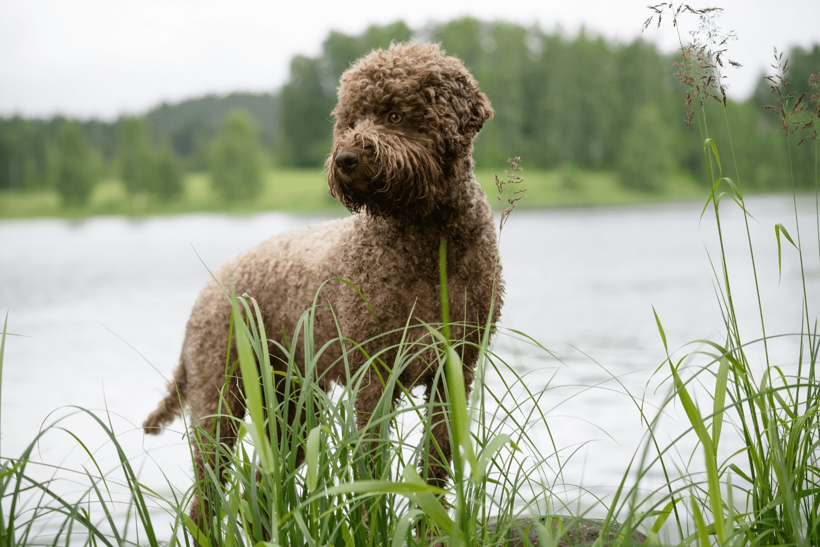 Lagotto Romagnolo marrón sólido parado junto al lago