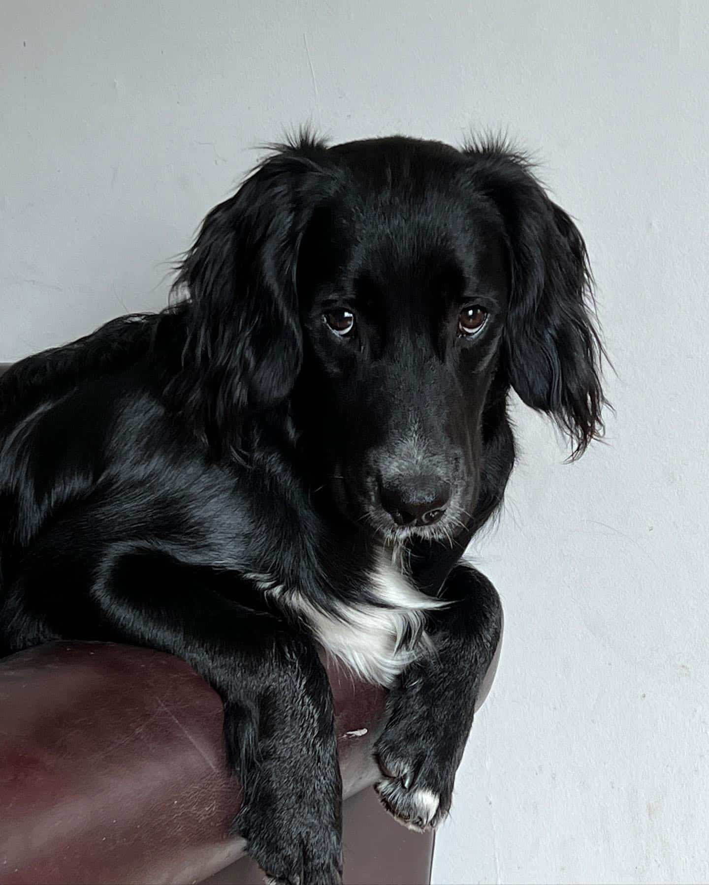 Perro Spangold Retriever