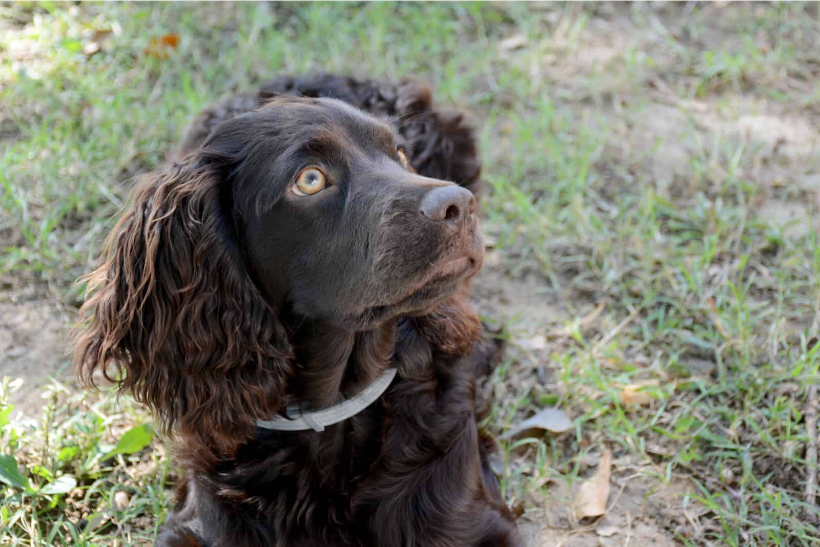 Cachorro de spaniel tumbado en la hierba