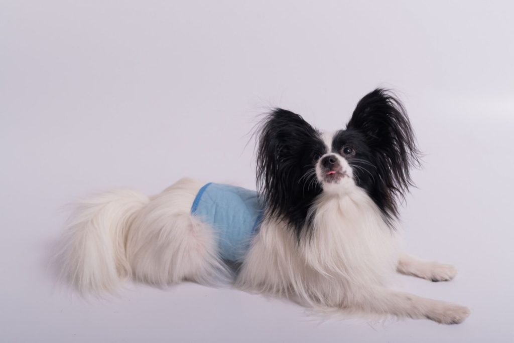 Spaniel con pañal