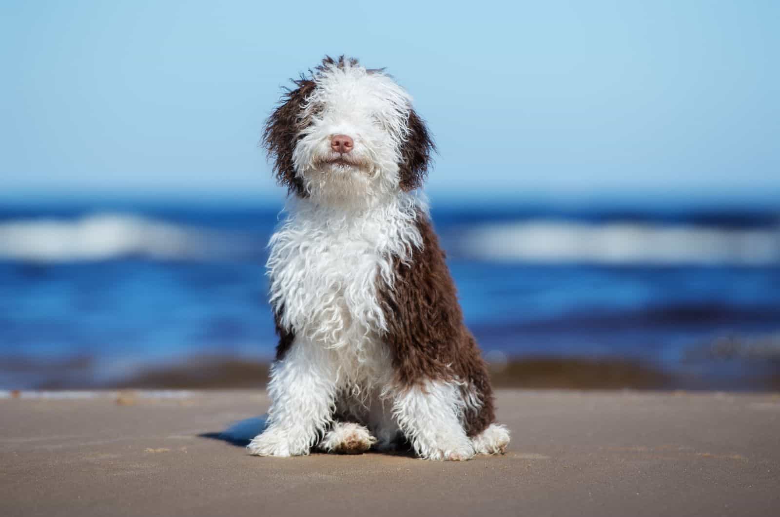 Perro de Agua Español