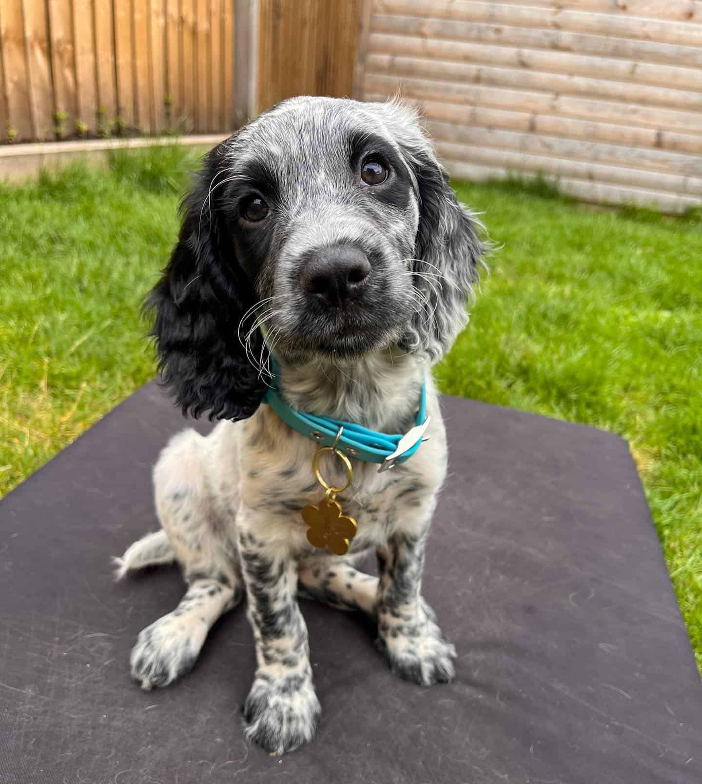 Perro Sprocker Spaniel