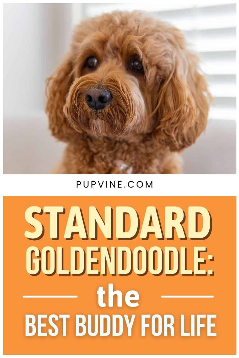 Goldendoodle Estándar El Mejor Compañero Para La Vida