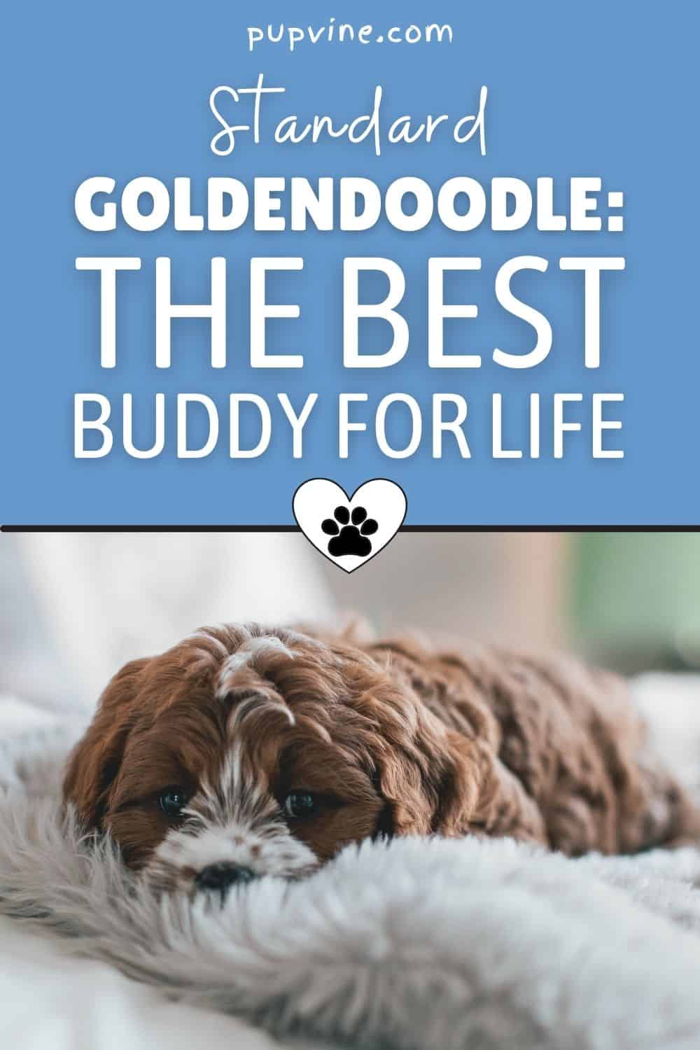 Goldendoodle Estándar: El Mejor Compañero Para La Vida