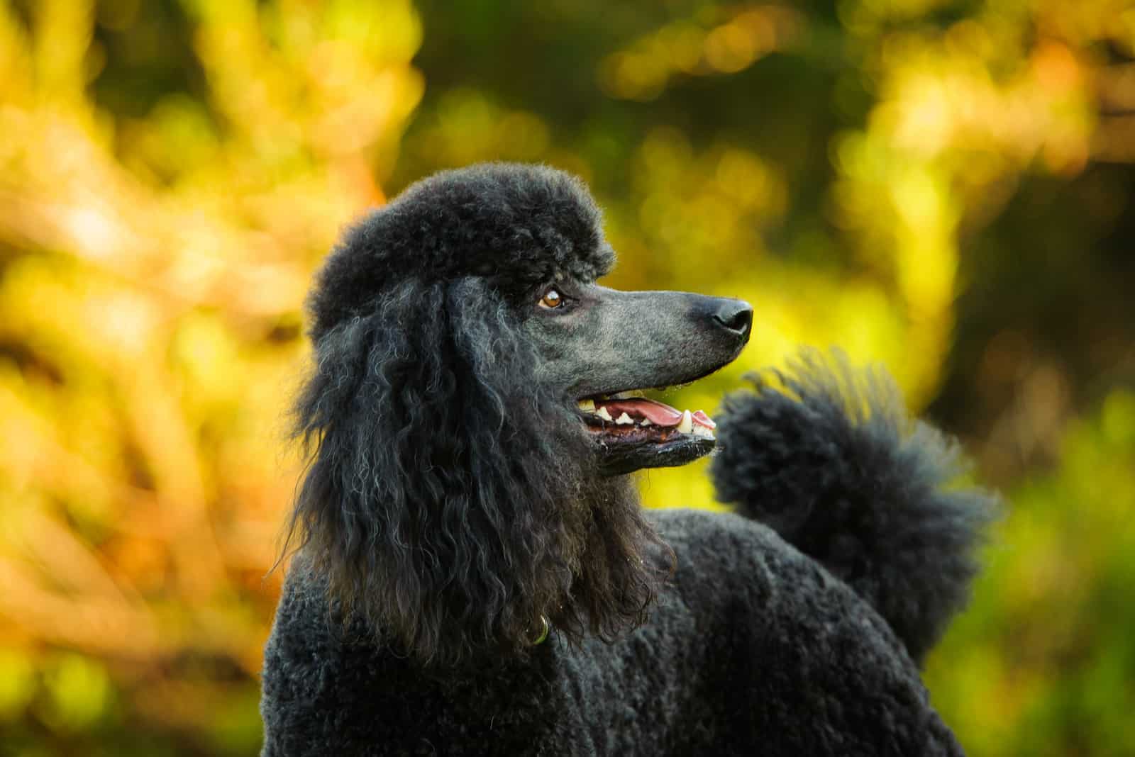 Caniche Estándar de pie en el parque