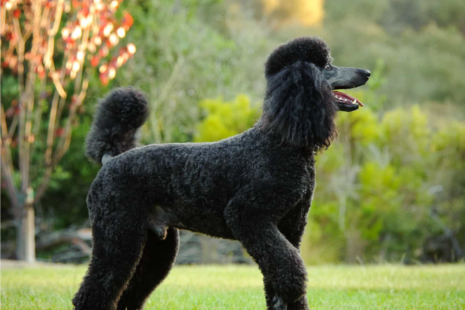 Caniche Estándar de pie en el parque