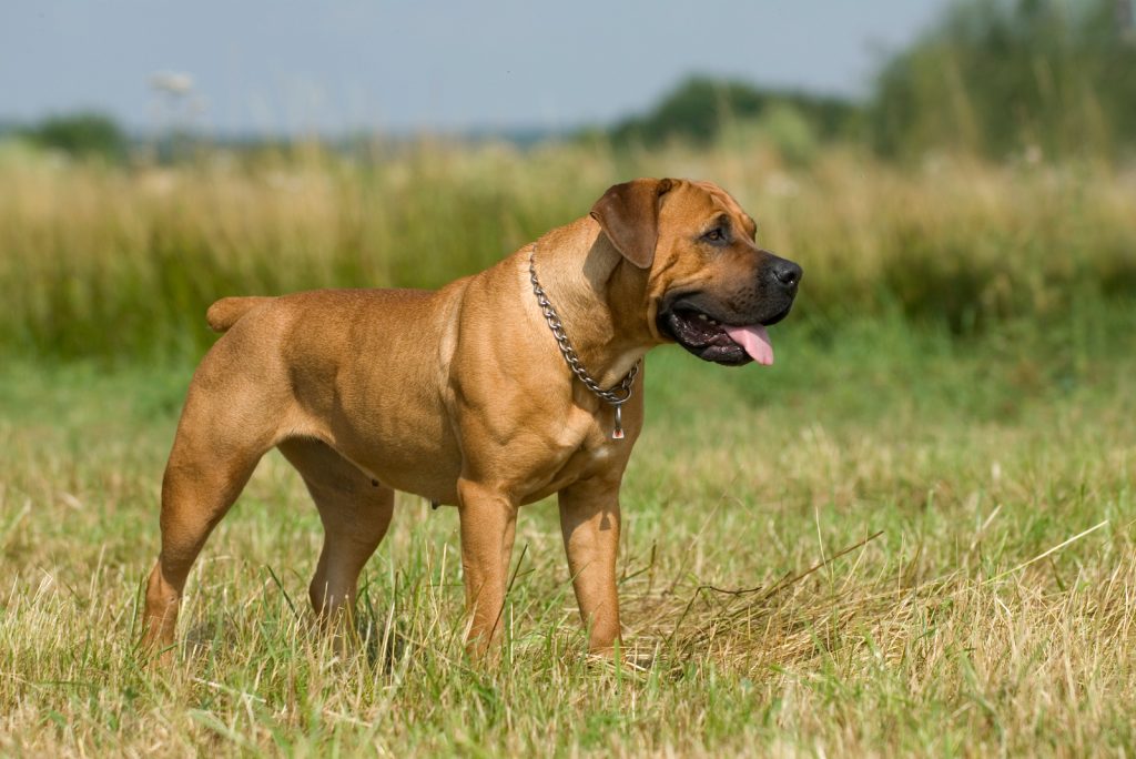 Perro Boerboel de pie en un prado de verano