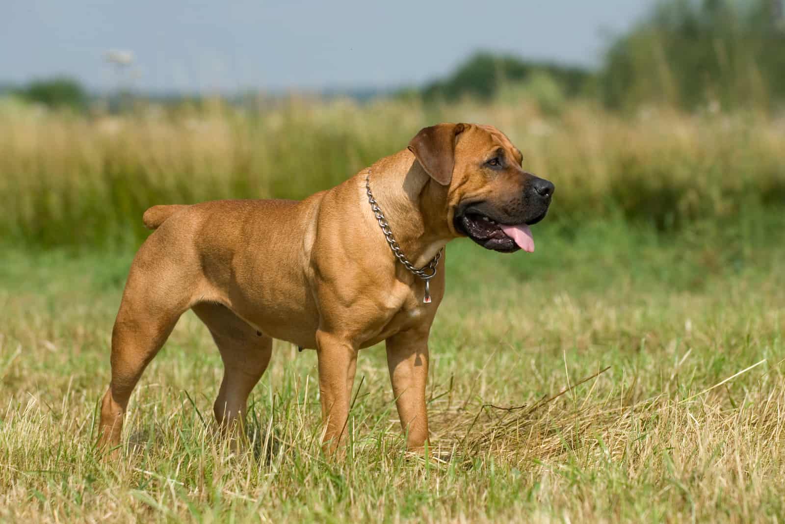 Perro Boerboel de pie en un prado de verano