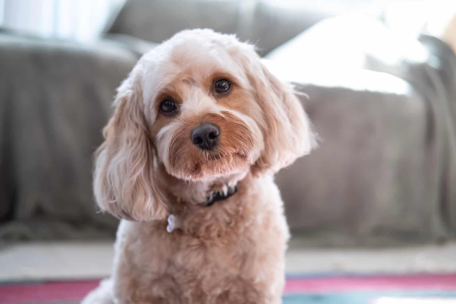 Dulce cachorro Cavapoo