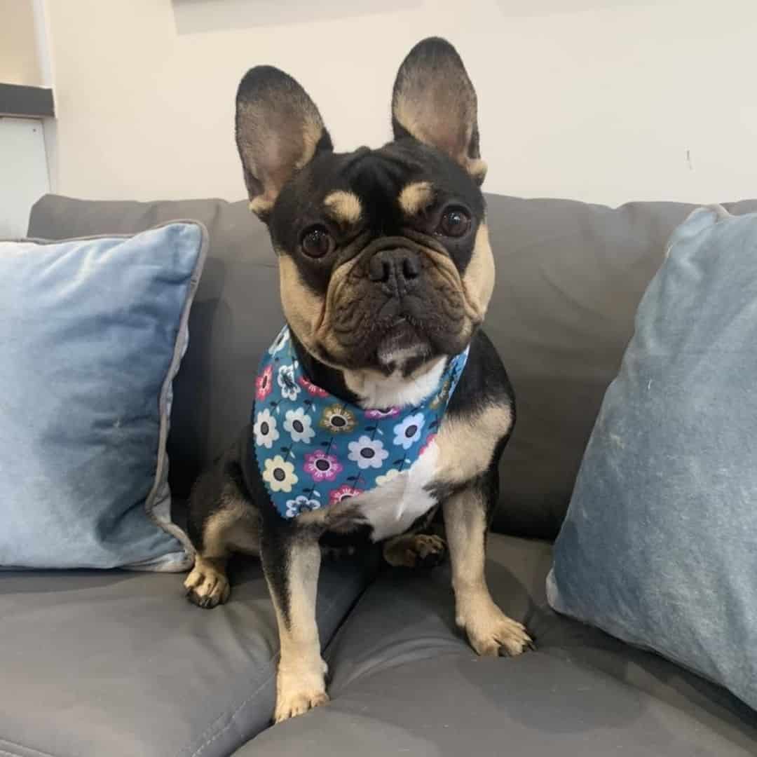 Bulldogs Franceses Marrón Claro