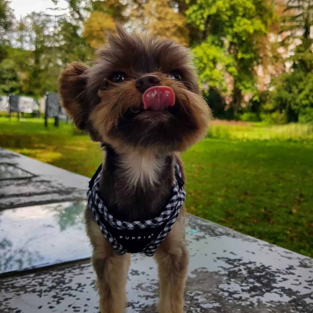 Terrier Biewer taza de té con la lengua afuera