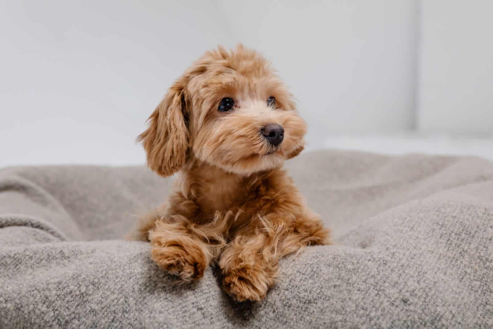 Teacup Maltipoo relajándose en su cama