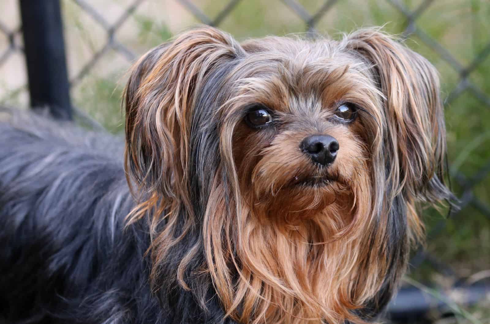 Teacup Yorkiepoo mirando hacia otro lado