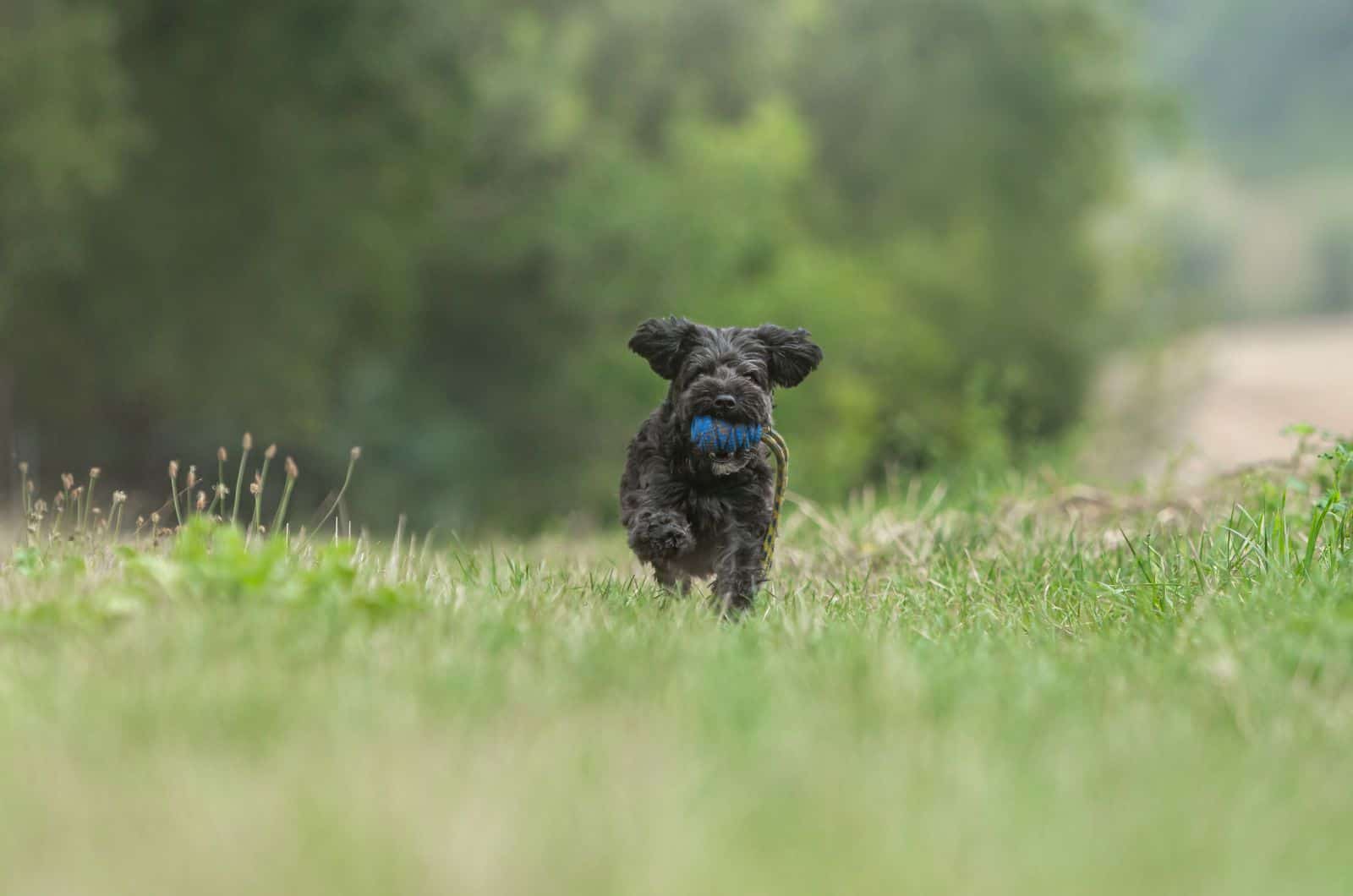 Teacup Yorkiepoo jugando en el césped