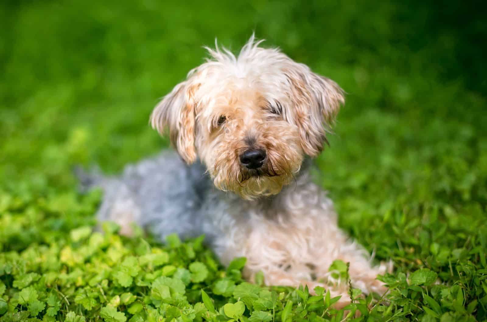 Teacup Yorkiepoo posando para una foto