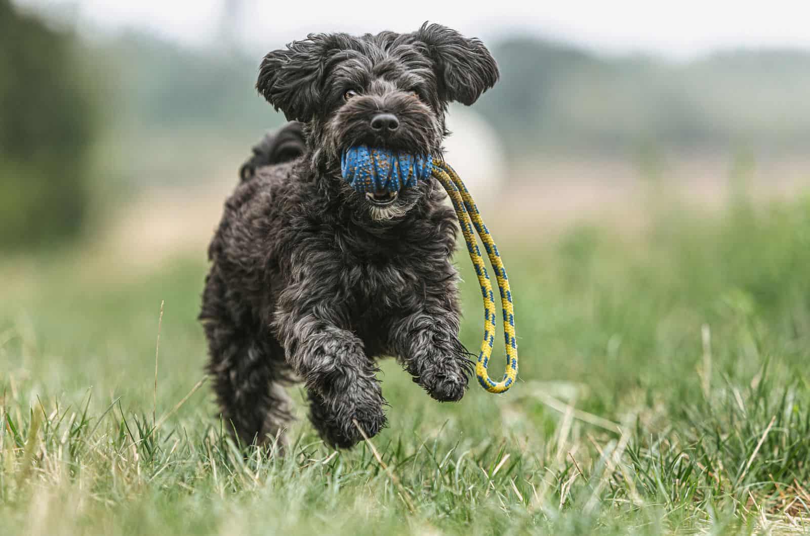 Teacup Yorkiepoo corriendo afuera