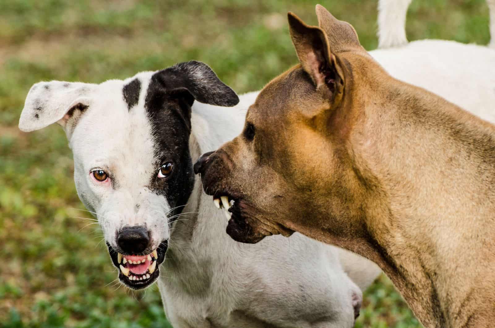 Perros tailandeses asustan unos a otros en un comportamiento agresivo