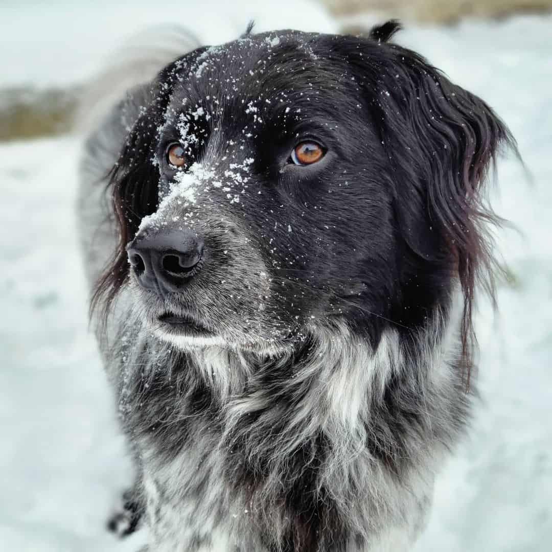 El Aussie Pirineo