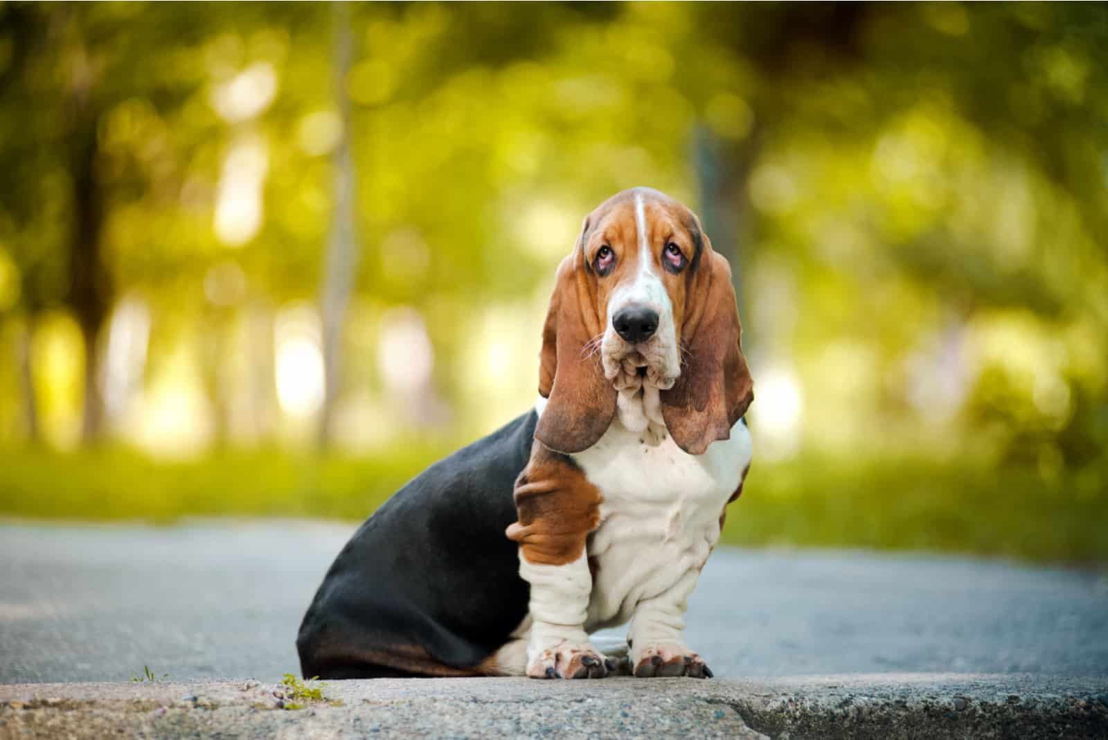 El Basset Hound sentado en la calle