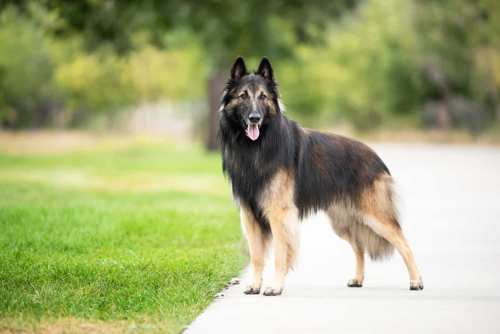 El Belgian Tervuren parado afuera