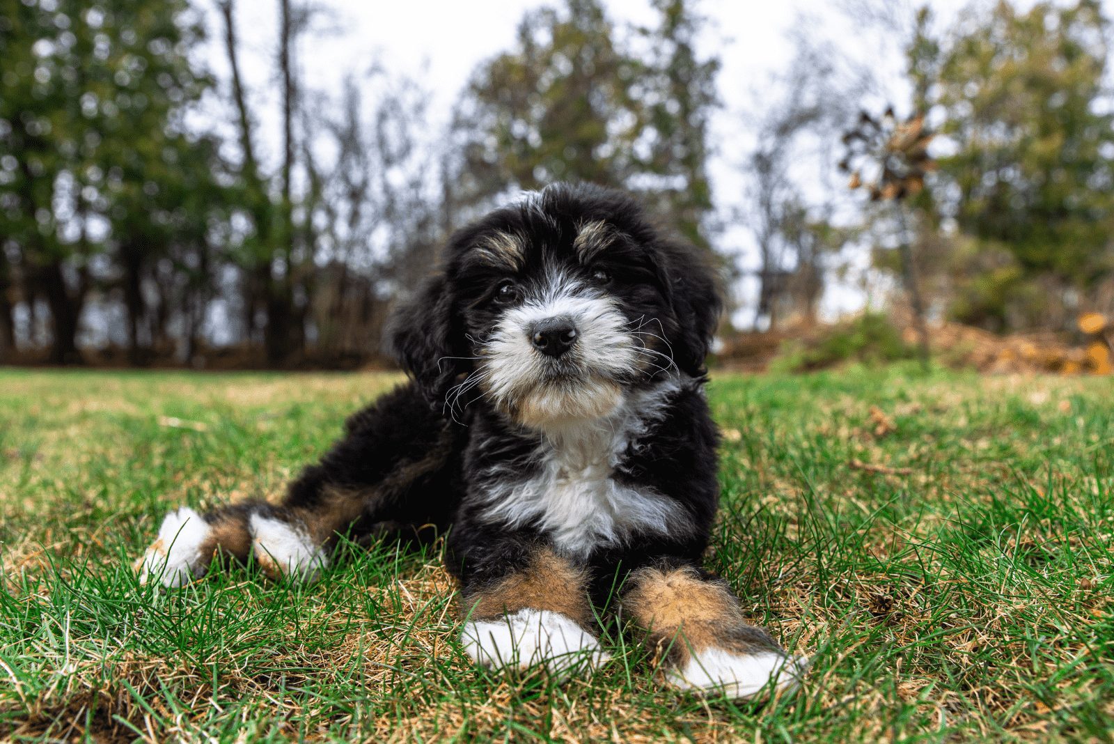 El Bernedoodle disfruta estar sentado en el césped