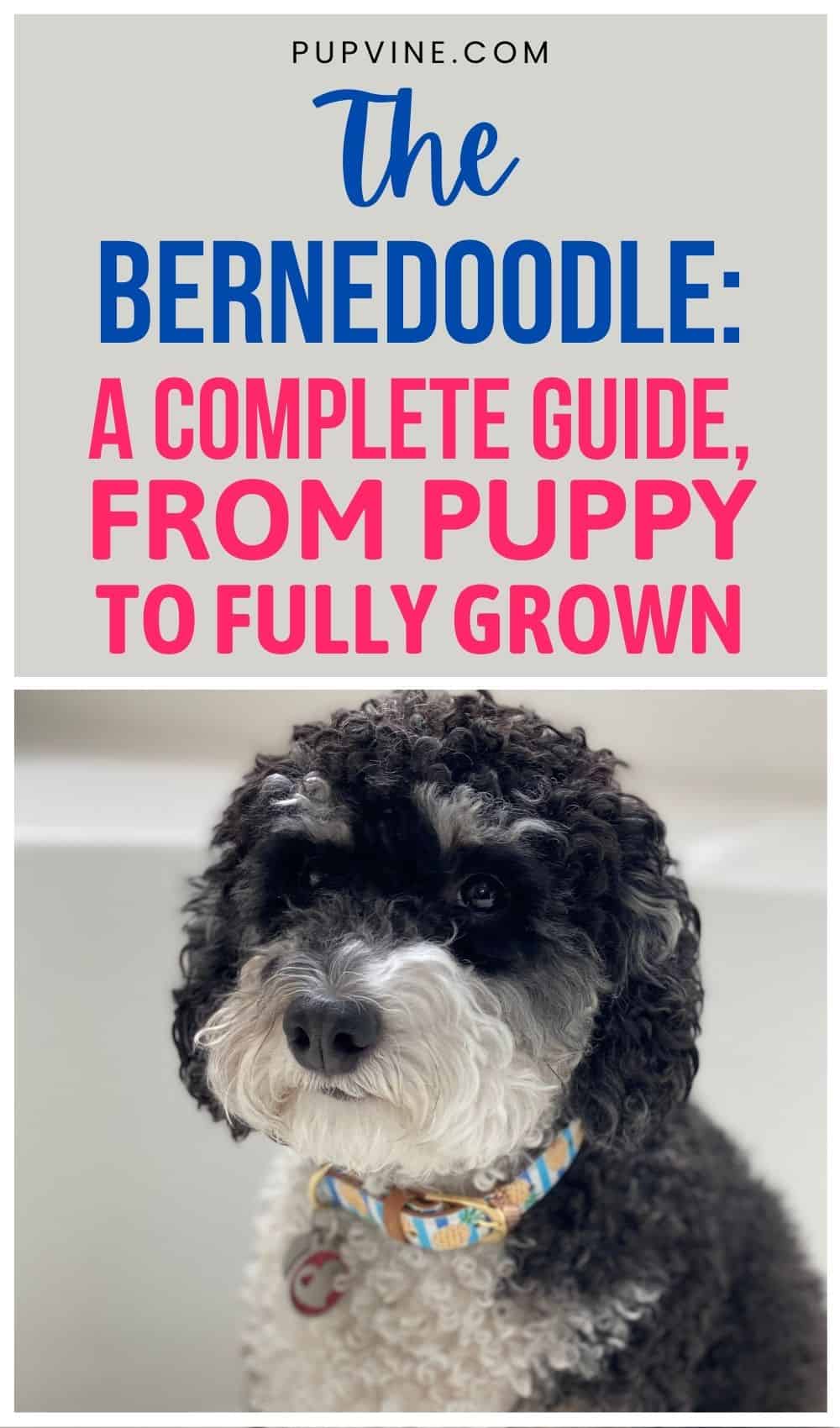 El Bernedoodle: Una Guía Completa, Desde Cachorro Hasta Adulto