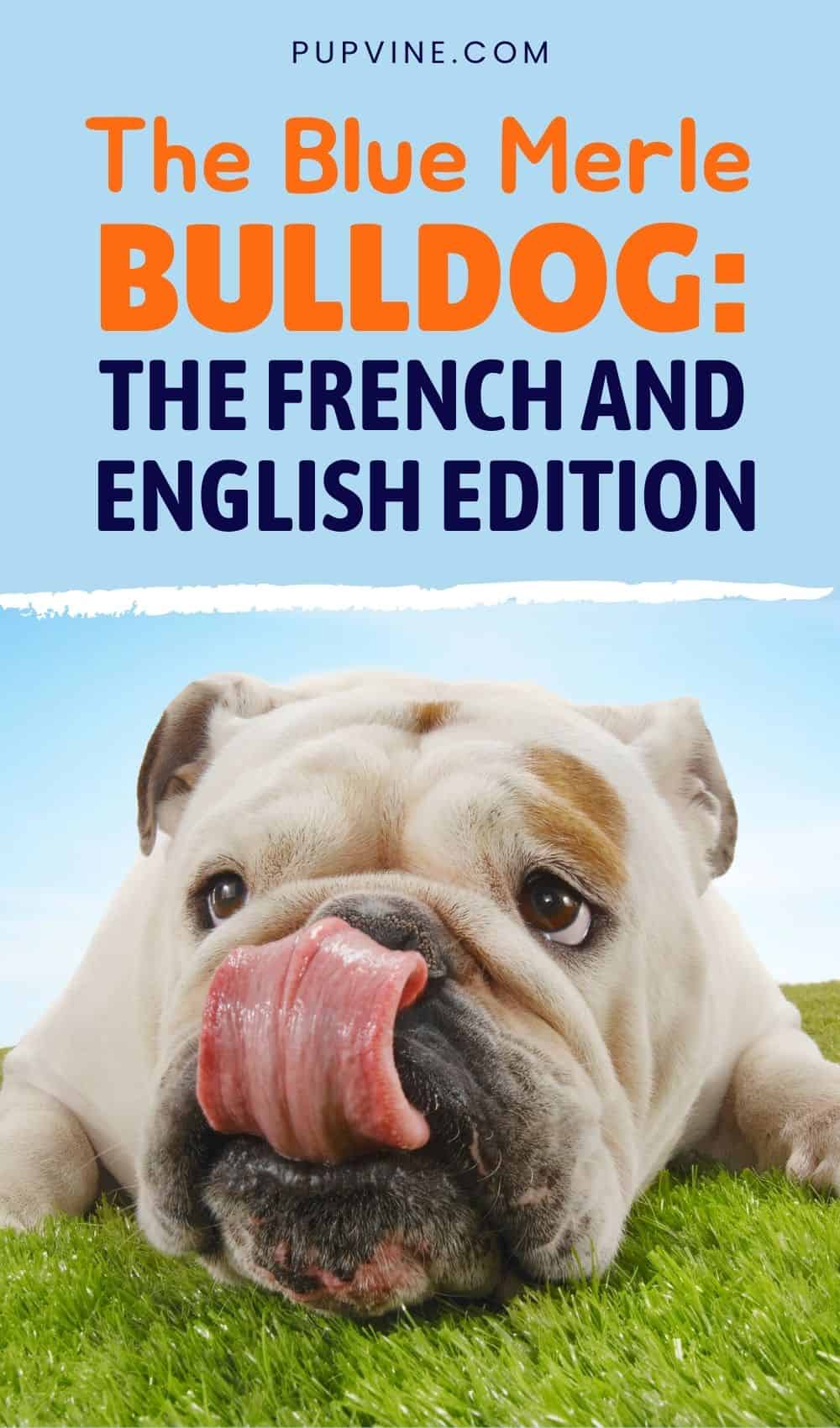El Bulldog Merle Azul La Edición Francesa e Inglesa