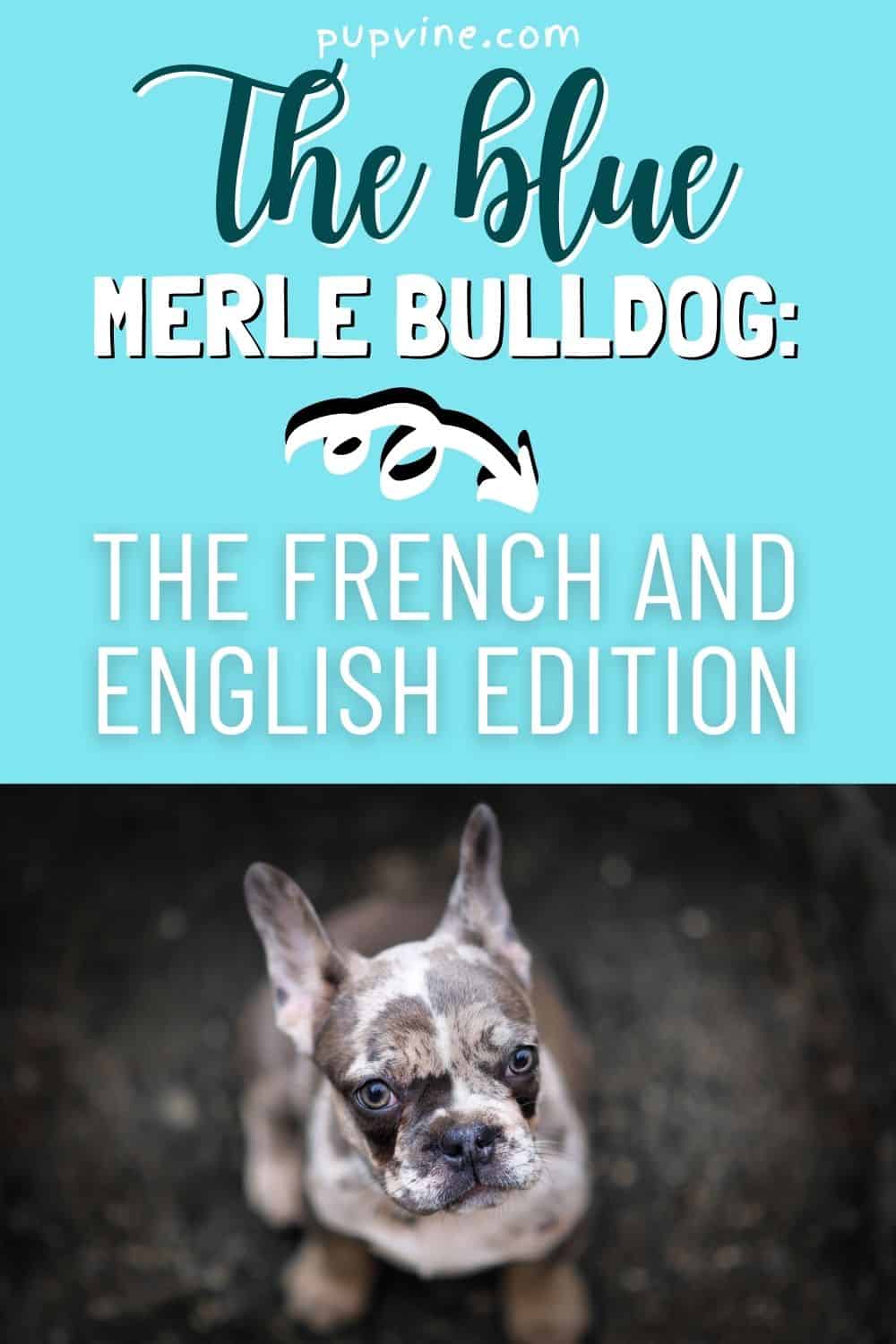 El Bulldog Merle Azul: La Edición Francesa e Inglesa