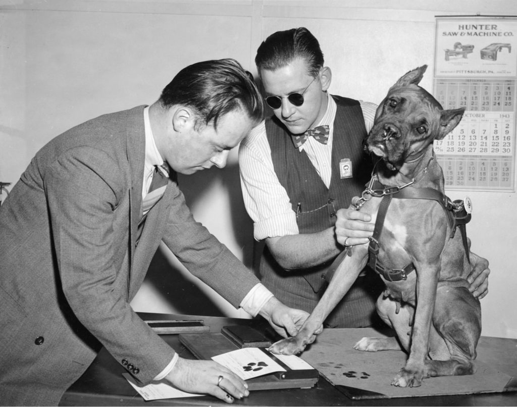 La hembra de Boxer llamada Duchess, una notable perra guía de la era de la Segunda Guerra Mundial
