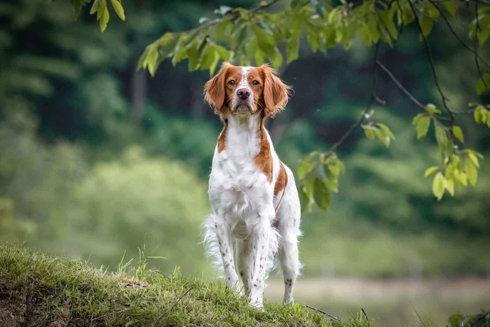 El Brittany bajo un árbol