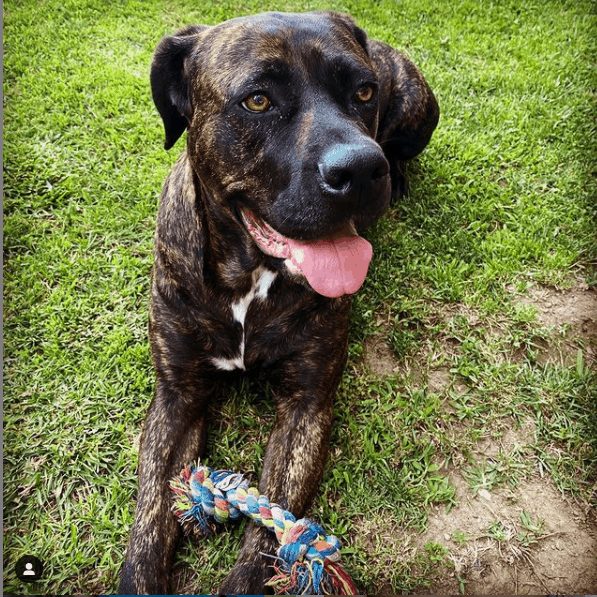 El Cane Corso afuera