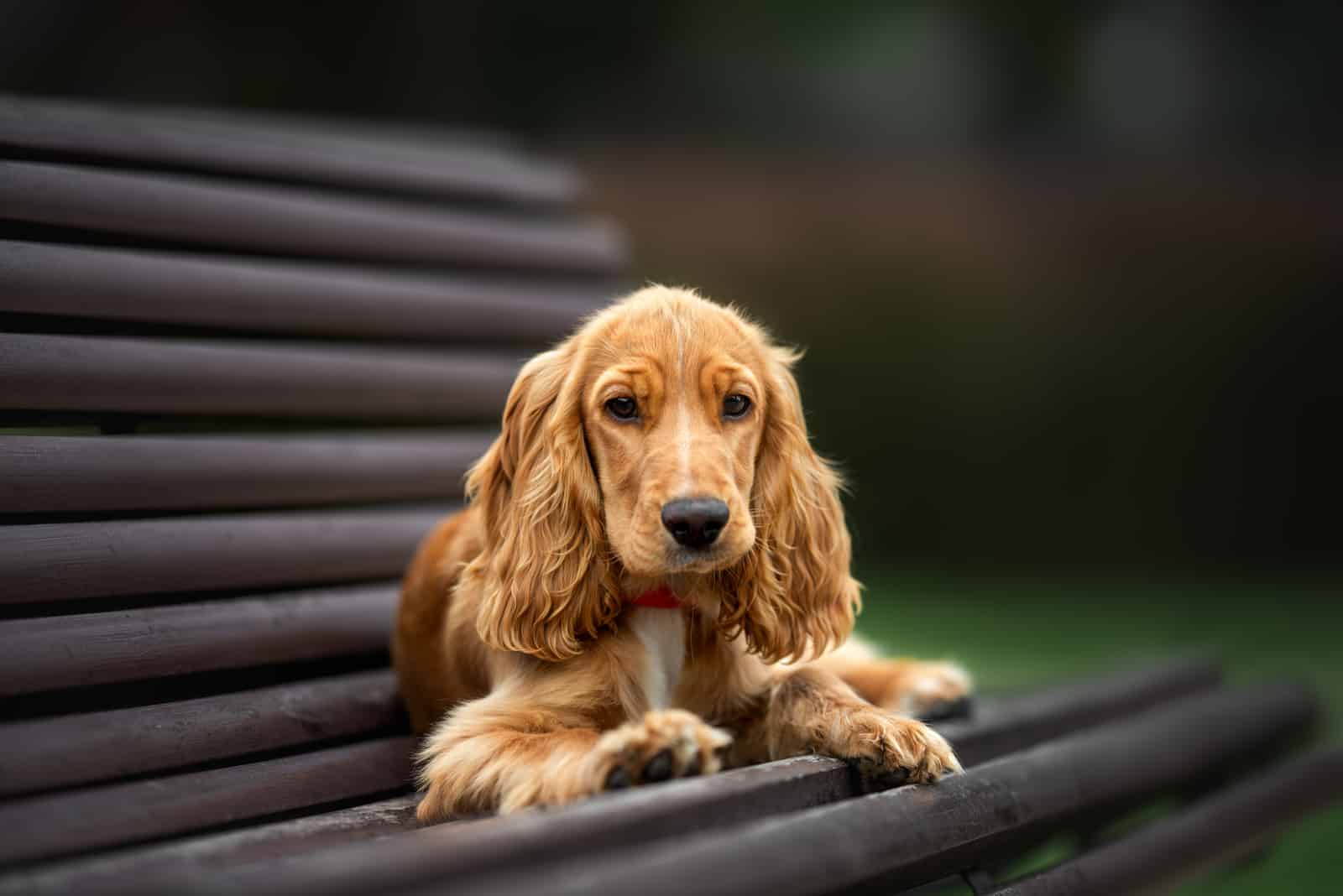 El Cocker Spaniel sentado en un banco