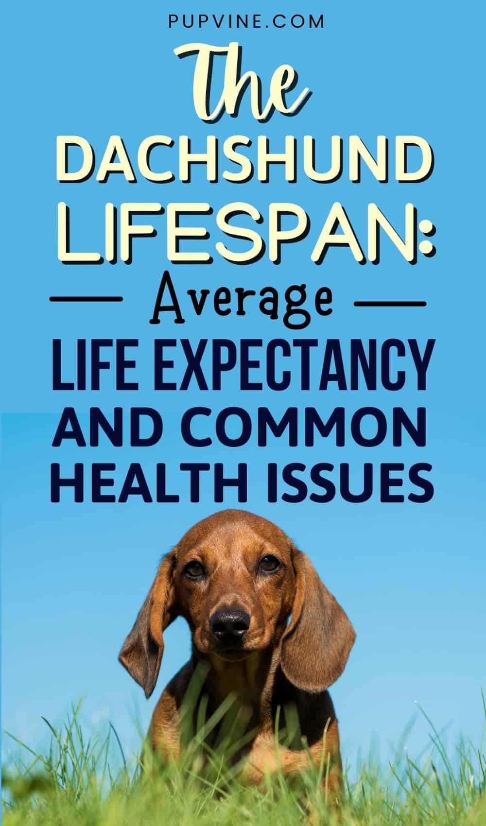 La esperanza de vida del dachshund: expectativa de vida promedio y problemas de salud comunes