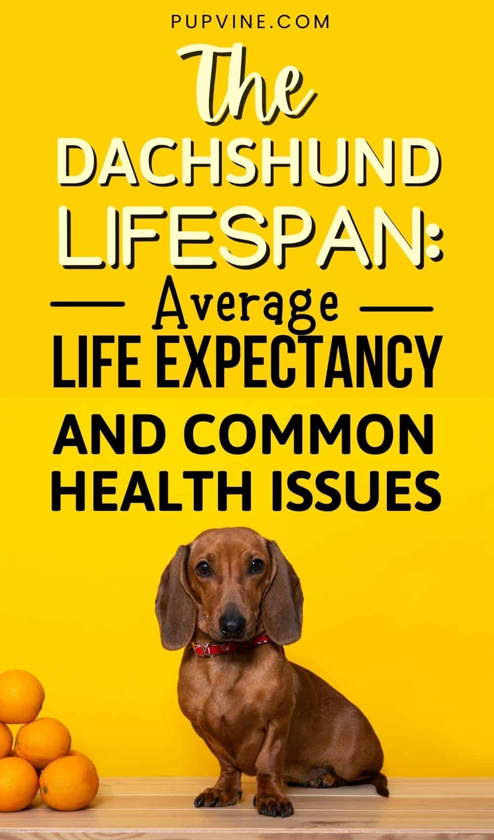 La esperanza de vida del dachshund: expectativa de vida promedio y problemas de salud comunes