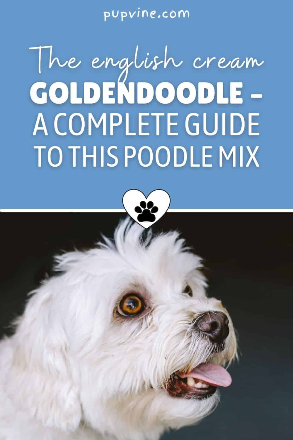 El Goldendoodle Cream English – Una Guía Completa De Esta Mezcla De Poodle